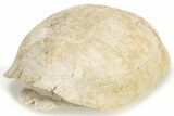 Fossil Tortoise (Testudo) Shell - South Dakota #235564-4